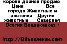 корова дойная продаю › Цена ­ 100 000 - Все города Животные и растения » Другие животные   . Северная Осетия,Владикавказ г.